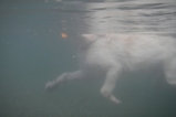Tちゃん水中2