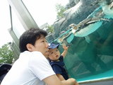 ペンギン