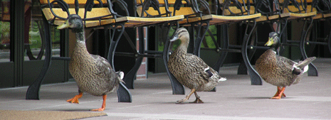 カモの行列