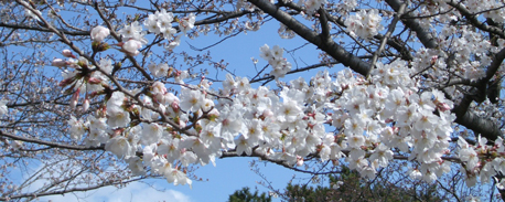 桜 小1