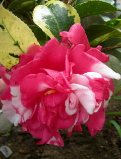 DSCN83630001