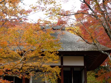 京都紅葉2