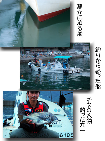 釣師・チヌ