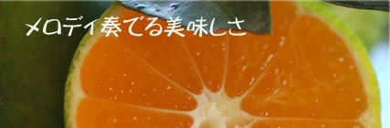 極早生温州みかん 販売開始