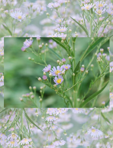 秋・野の花