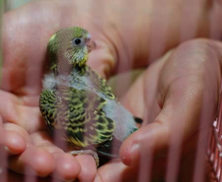 インコの赤ちゃん
