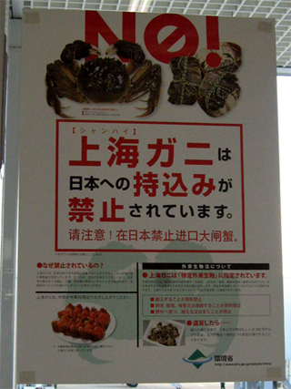 上海ガニの日本への持ち込み禁止ポスター。