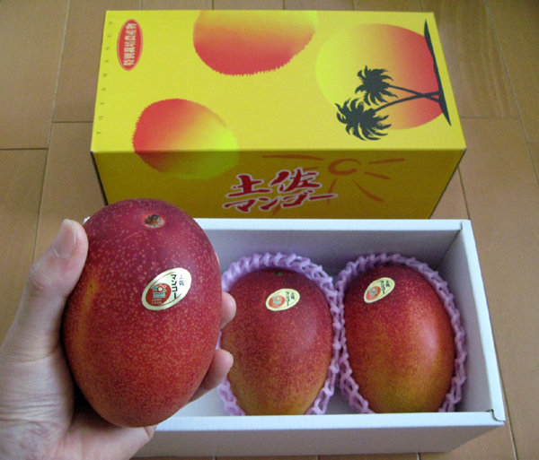 四国・南国・高知県産「アップル土佐完熟マンゴー」アーウィン種