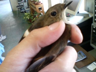 bird