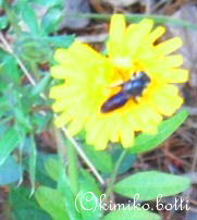 fleurjaune(C)kimiko.botti