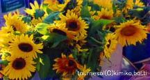 tournesol<C>kimiko.botti