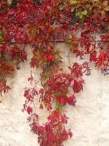 feuille rouge