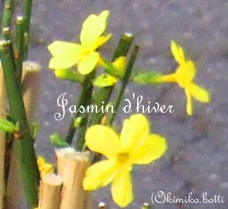 jasmindhiver(C)kimiko.botti