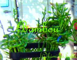 bambou(C)kimiko.botti