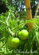 tomates(C)kimiko.botti