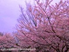 sakura07(C)kimiko.botti
