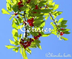 Cerisier(C)kimiko.botti