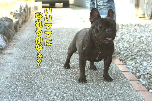 ¥Õ¥ì¥ó¥Á¥Ö¥ë¥É¥Ã¥°£´