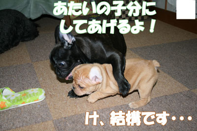 フレンチブル 子犬