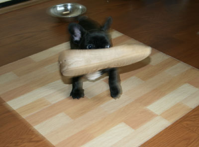 frenchbull