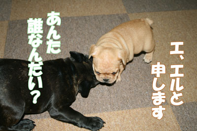 フレンチブル 子犬
