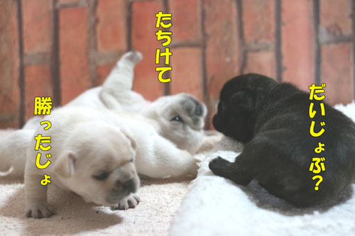 �ե�֥롡�Ҹ�