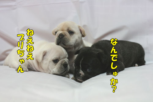 �ե����֥�ɥå����Ҹ�