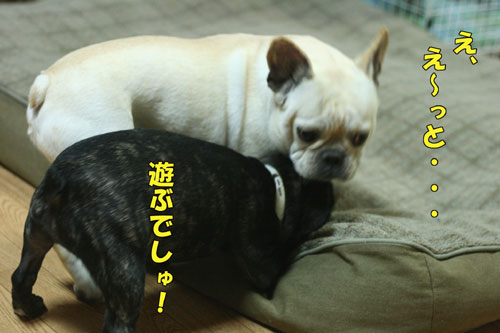¥Õ¥ì¥ó¥Á¥Ö¥ë¥É¥Ã¥°£²