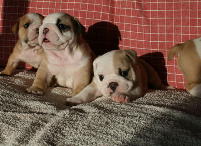 BULLDOG ブルドッグ