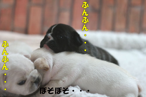 �ե����֥�ɥå����Ҹ�
