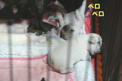 �ե����֥�ɥå����Ҹ�
