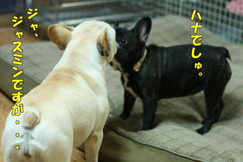 ¥Õ¥ì¥ó¥Á¥Ö¥ë¥É¥Ã¥°£±