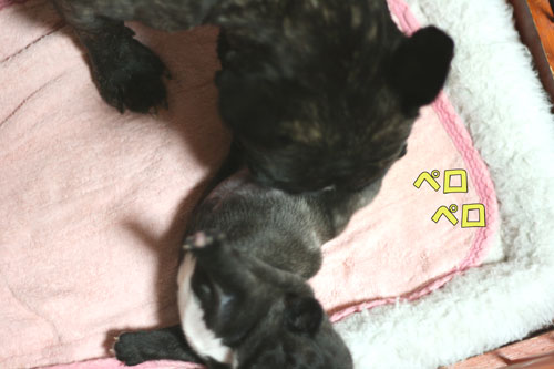 �ե����֥�ɥå����Ҹ�
