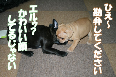 フレンチブル 子犬