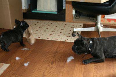 frenchbull