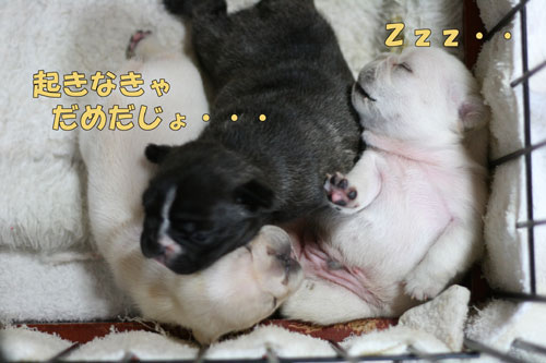 �ե����֥�ɥå����Ҹ�