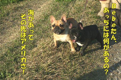 ¥Õ¥ì¥ó¥Á¥Ö¥ë¥É¥Ã¥°£³