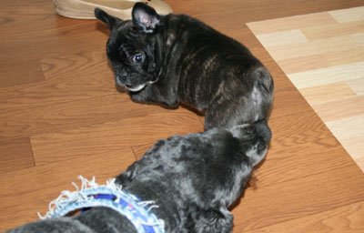 frenchbull