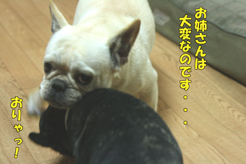 ¥Õ¥ì¥ó¥Á¥Ö¥ë¥É¥Ã¥°£µ