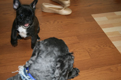 frenchbull