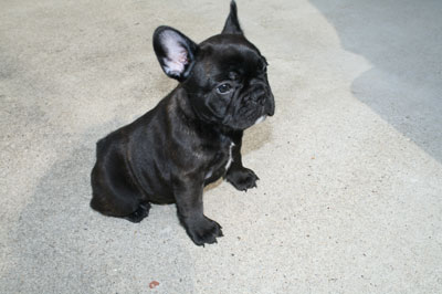 frenchbulldog