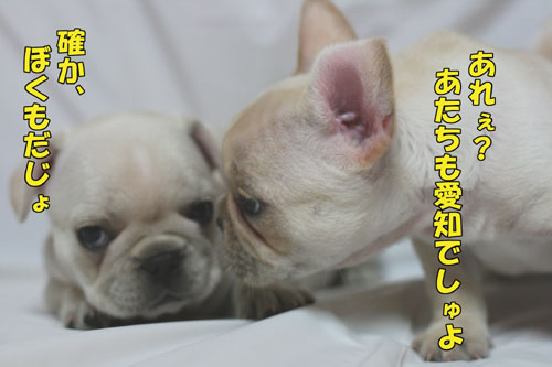 �ե����֥�ɥå���