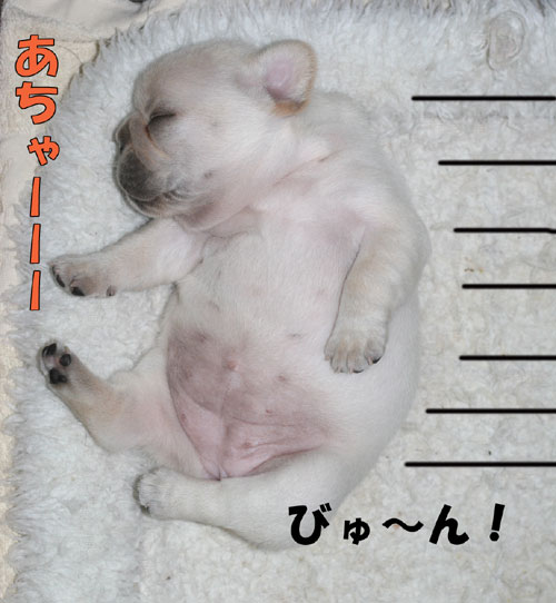 �֥롼���꡼