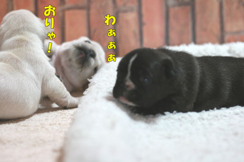 �ե�֥롡�Ҹ�
