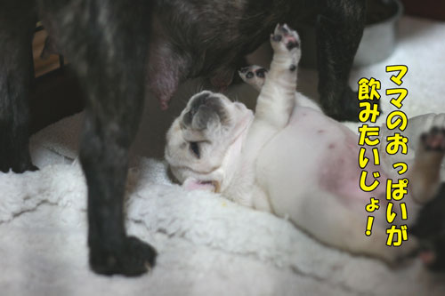 �ե����֥�ɥå����Ҹ�