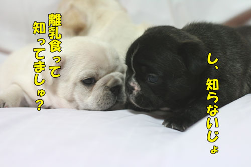 �ե����֥�ɥå����Ҹ�
