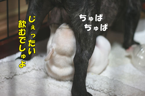 �ե����֥�ɥå����Ҹ�