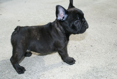 frenchbulldog