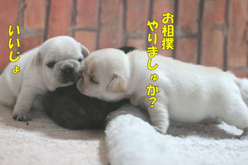 �ե�֥롡�Ҹ�
