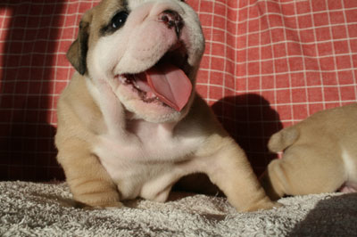 BULLDOG ブルドッグ